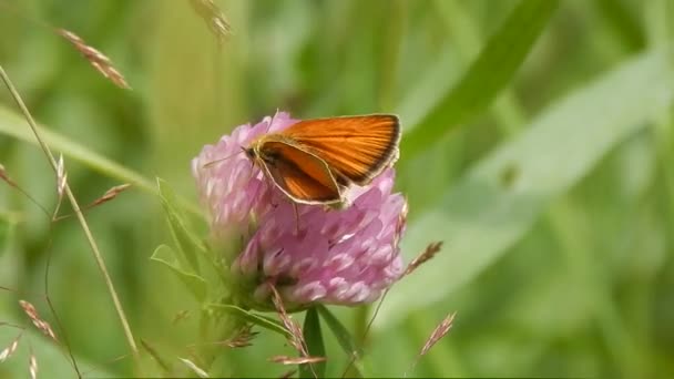 Papillon Assis Dans Herbe Gros Plan — Video