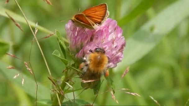 Schmetterling Sitzt Gras Nahaufnahme — Stockvideo
