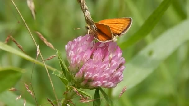 Motyl Siedzi Trawie Zbliżenie — Wideo stockowe