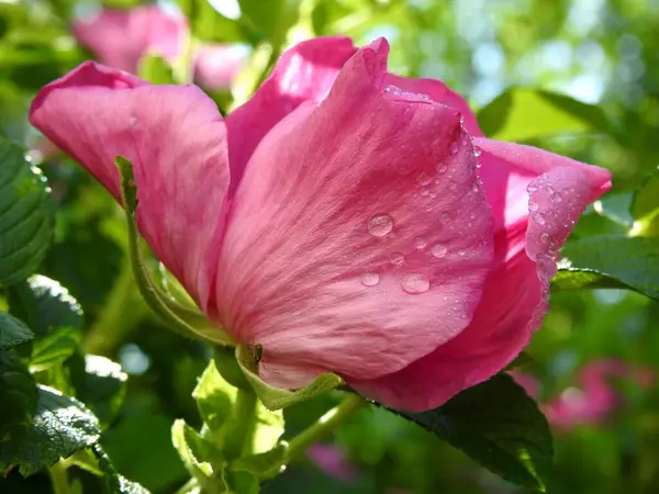 stock image beautiful wild rose flowers close-up