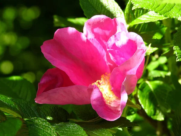 Piękne Dzikie Kwiaty Róży Zbliżenie — Zdjęcie stockowe