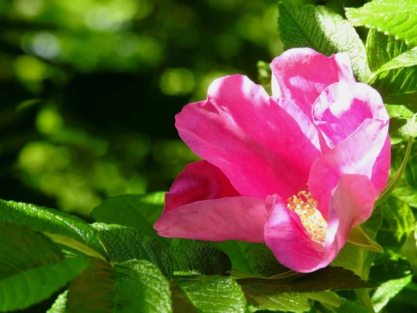 Piękne Dzikie Kwiaty Róży Zbliżenie — Zdjęcie stockowe