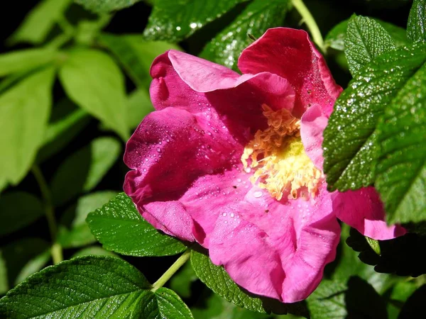 Hermosas Flores Rosas Silvestres Primer Plano — Foto de Stock