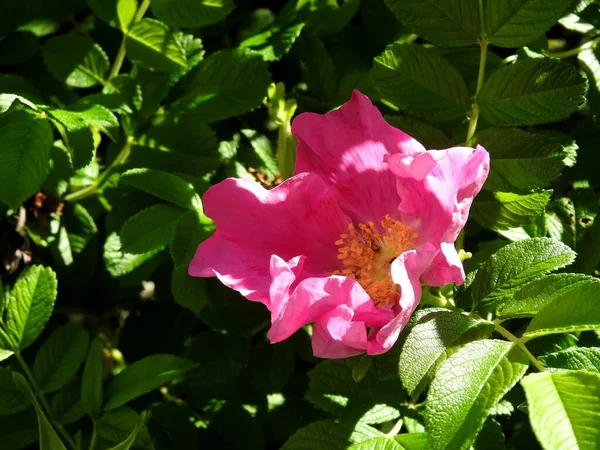 Hermosas Flores Rosas Silvestres Primer Plano — Foto de Stock