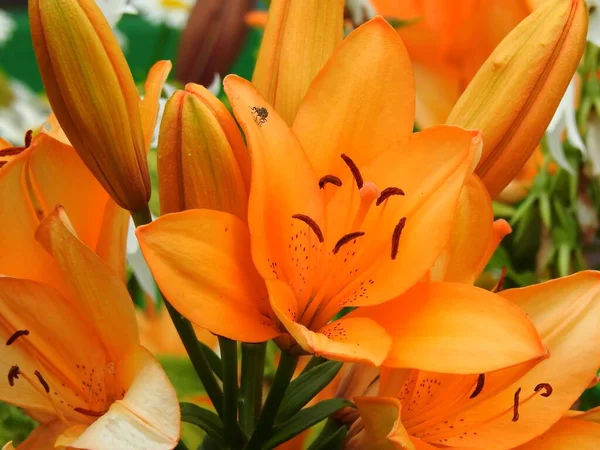 Gyönyörű Nyári Kerti Virágok Záródnak — Stock Fotó