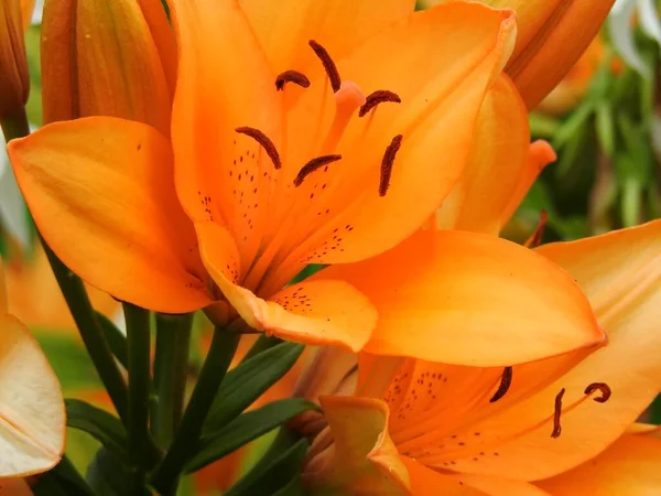 Hermosas Flores Jardín Verano Cerca — Foto de Stock