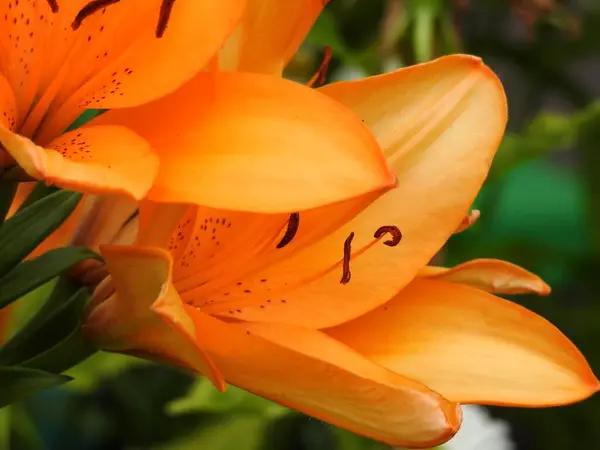 Hermosas Flores Jardín Verano Cerca — Foto de Stock