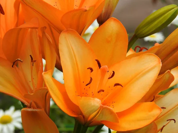 Hermosas Flores Jardín Verano Cerca — Foto de Stock