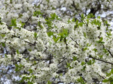 Ağaçlardaki bahar çiçekleri.