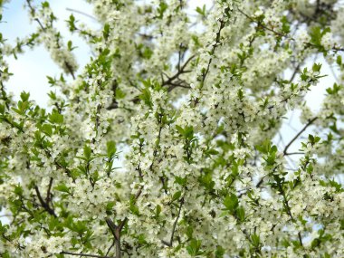 Ağaçlardaki bahar çiçekleri.