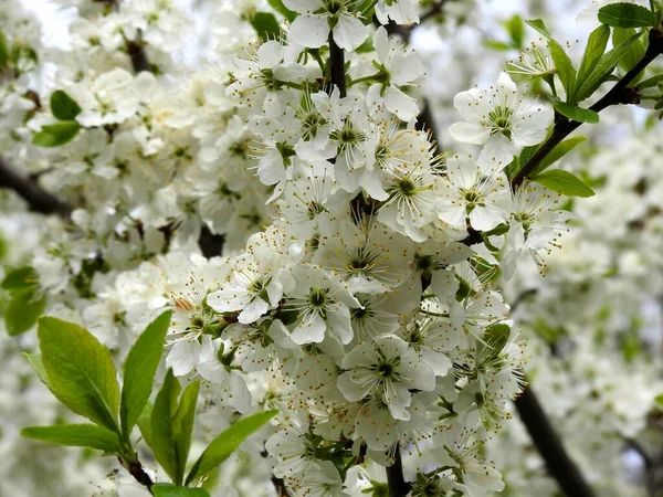 Voorjaar Bloemen Bomen Close — Stockfoto