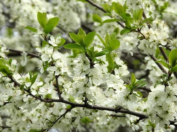 Voorjaar Bloemen Bomen Close — Stockfoto