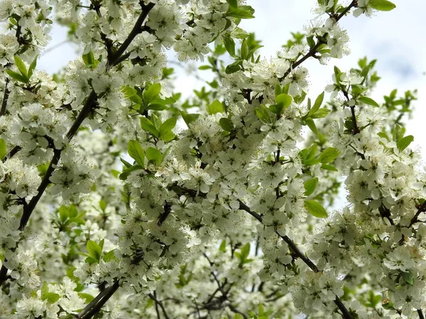 Voorjaar Bloemen Bomen Close — Stockfoto