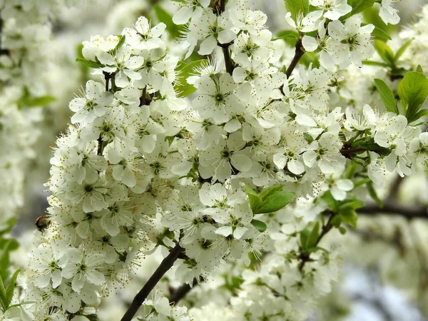 Voorjaar Bloemen Bomen Close — Stockfoto