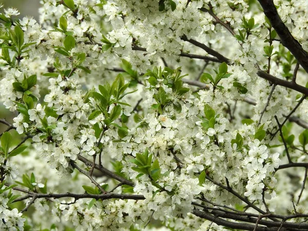 Flores Primavera Árvores Perto — Fotografia de Stock