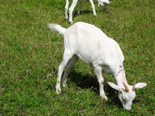 Las Cabras Domésticas Comen Prado Cuando Hace Buen Tiempo — Foto de Stock