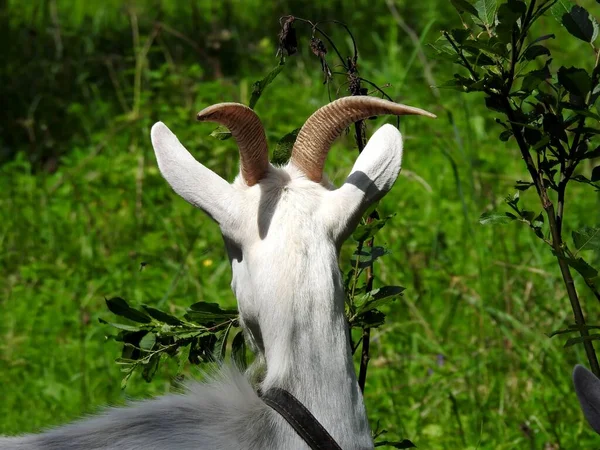 Domestic Goats Eat Meadow Clear Weather — Stock Photo, Image