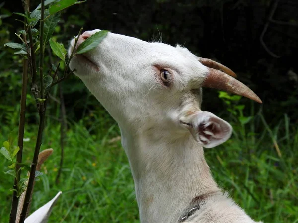 Geiten Eten Wei Bij Helder Weer — Stockfoto