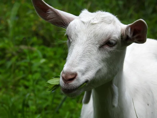 Las Cabras Domésticas Comen Prado Cuando Hace Buen Tiempo —  Fotos de Stock