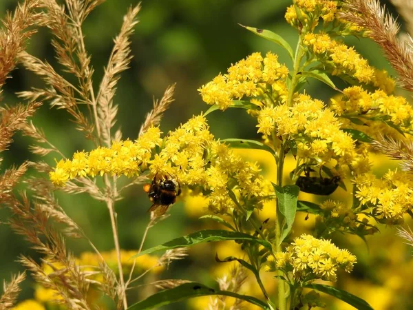 Prachtig Landschap Van Herfstbladeren Natuur Van Dichtbij — Stockfoto