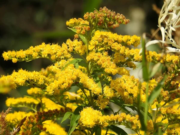 Sonbahar yapraklarının güzel manzarası doğaya yakın.