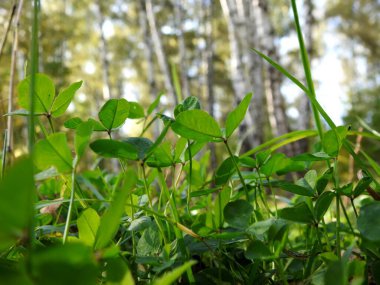 Sonbahar yapraklarının güzel manzarası doğaya yakın.
