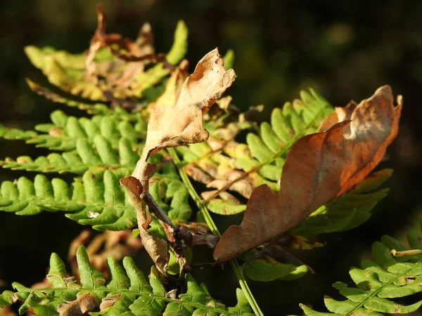 Vackert Landskap Höstlöv Naturen Nära Håll — Stockfoto