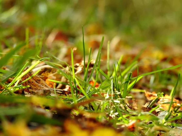 Bela Paisagem Folhas Outono Natureza Perto — Fotografia de Stock