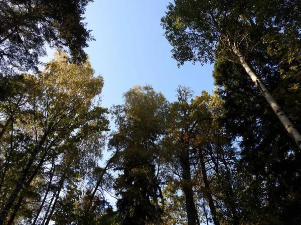 Prachtig Landschap Van Herfstbladeren Natuur Van Dichtbij Stockfoto