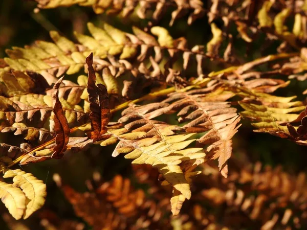 Vackert Landskap Höstlöv Naturen Nära Håll — Stockfoto