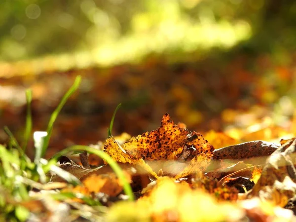 Bela Paisagem Folhas Outono Natureza Perto — Fotografia de Stock