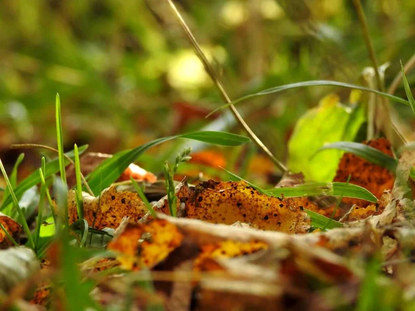 Bela Paisagem Folhas Outono Natureza Perto — Fotografia de Stock