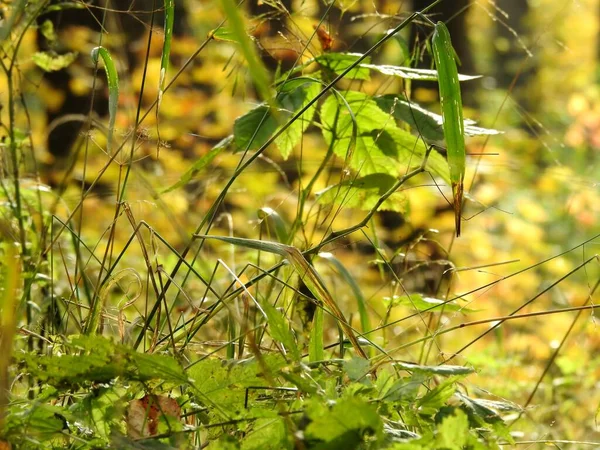 Bela Paisagem Folhas Outono Natureza Perto — Fotografia de Stock