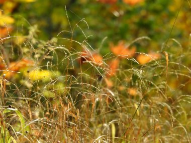 Sonbahar yapraklarının güzel manzarası doğaya yakın.