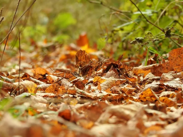 Bela Paisagem Folhas Outono Natureza Perto — Fotografia de Stock