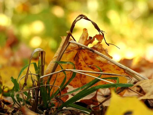 Ландшафт Осенних Листьев Природе — стоковое фото