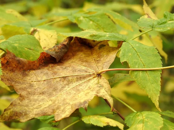 Prachtig Landschap Van Herfstbladeren Natuur Van Dichtbij — Stockfoto