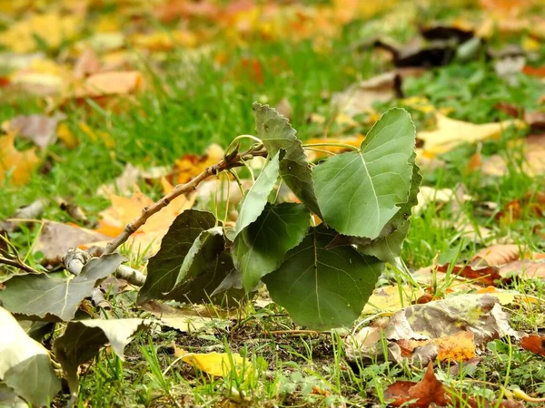 Bela Paisagem Folhas Outono Natureza Perto — Fotografia de Stock