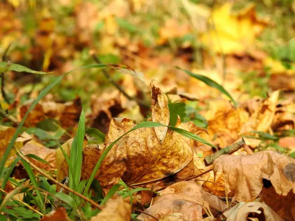 Beautiful Landscape Autumn Leaves Nature Close Stock Picture