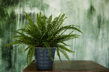 yeşil eğreltiotu bir tencerede duruyor ahşap bir masanın üzerinde dokulu bir duvarın arkasında