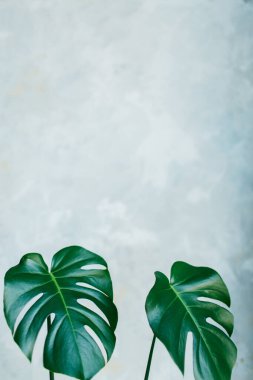 Monstera deliciosa bitkisi mavi pastel arka planda izole edilmiş. 