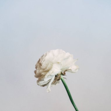 Güzel çiçek açan beyaz çiçeğin yakın görüntüsü