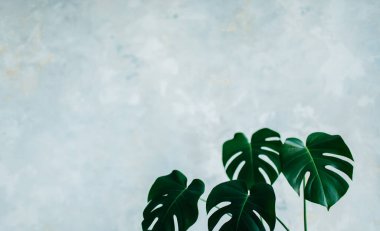 Monstera deliciosa bitkisi mavi pastel arka planda izole edilmiş. 