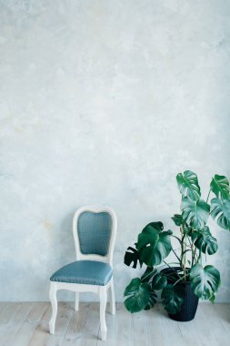 Monstera deliciosa bitkisi mavi pastel arka planda izole edilmiş bir sandalye. 