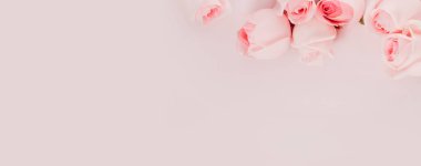 Pembe arka planda izole güzel gül çiçekleri seti, metnin için boş alan