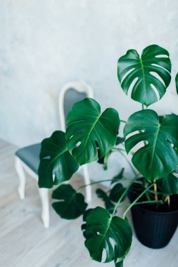 Monstera deliciosa bitkisi mavi pastel arka planda izole edilmiş bir sandalye. 