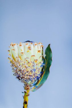 Açık mavi arkaplanda kurumuş güzel beyaz çiçek