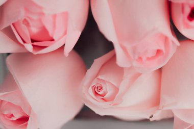 Güzel pembe gül çiçekleri grubu, çiçek konsepti arka planı