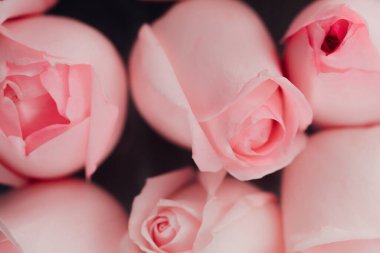 Güzel pembe gül çiçekleri grubu, çiçek konsepti arka planı