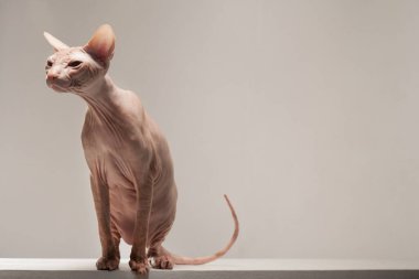 Gri arka planda Sphynx cinsinin kel kedisi